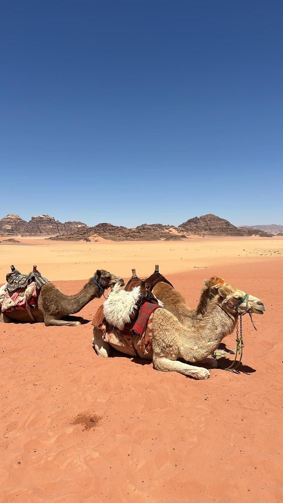 Wadi Rum Nature Kültér fotó
