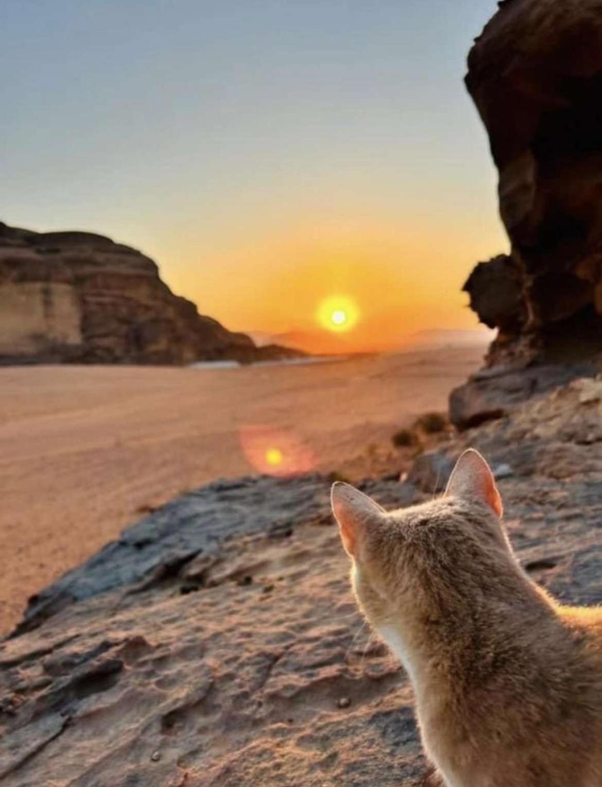 Wadi Rum Nature Kültér fotó